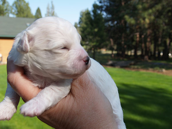 Bichon Puppy Oregon