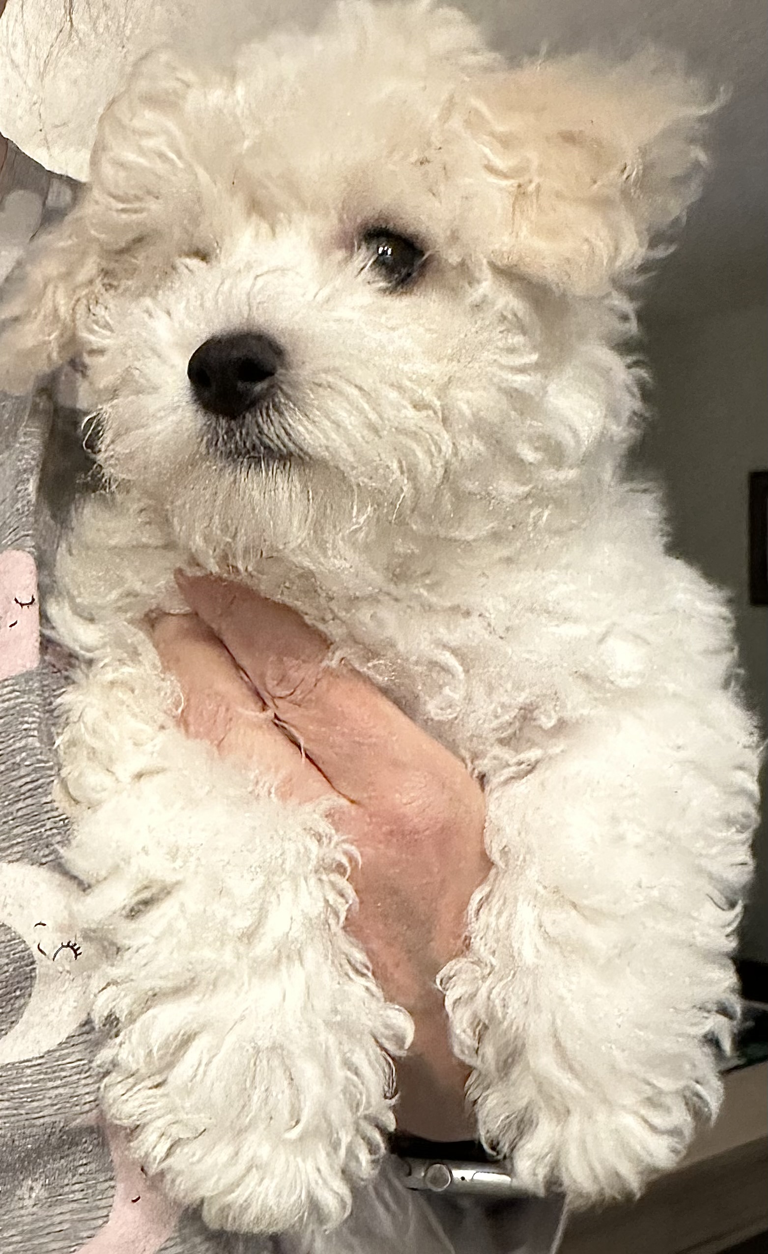 Bichon Frise Puppy Toledo Oregon