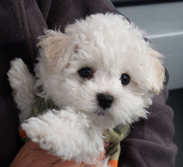 Bichon Frise Puppy Eugene Oregon