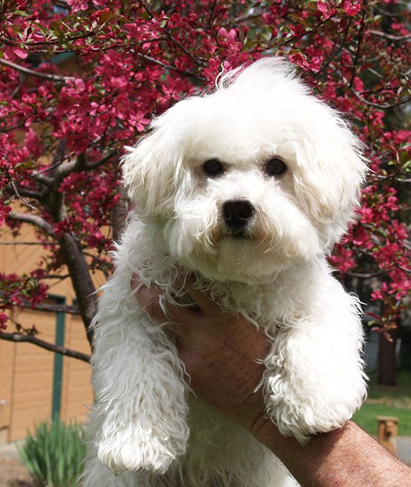 Bichon Frise Puppies in Oregon - Bichon Frise Puppies